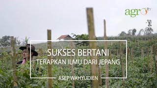 Sukses Bertani Terapkan Ilmu Dari Jepang