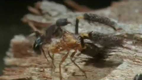 The Feather Legged Bug