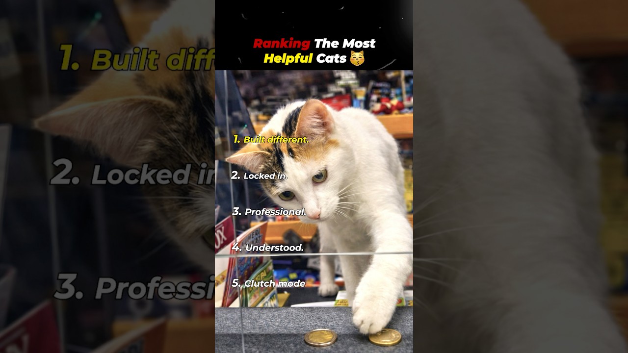 Ranking The Most Helpful Cats