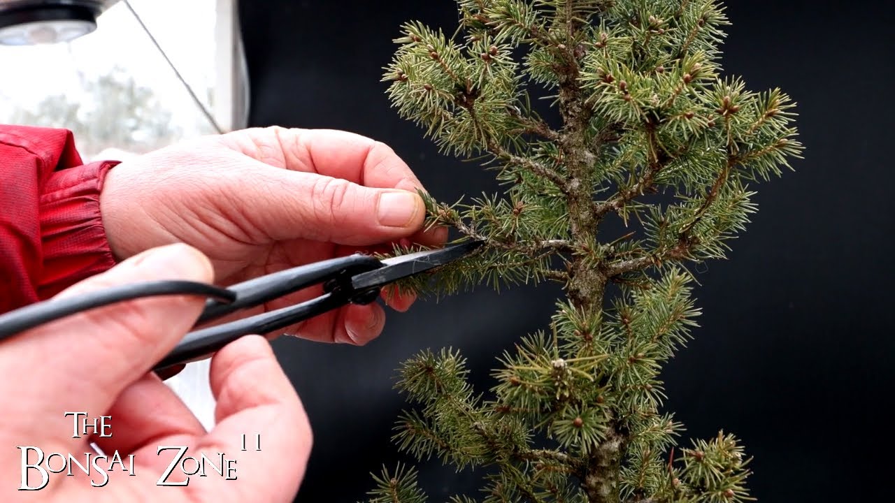 Pruning My Alberta Spruce, The Bonsai Zone, Dec 2024
