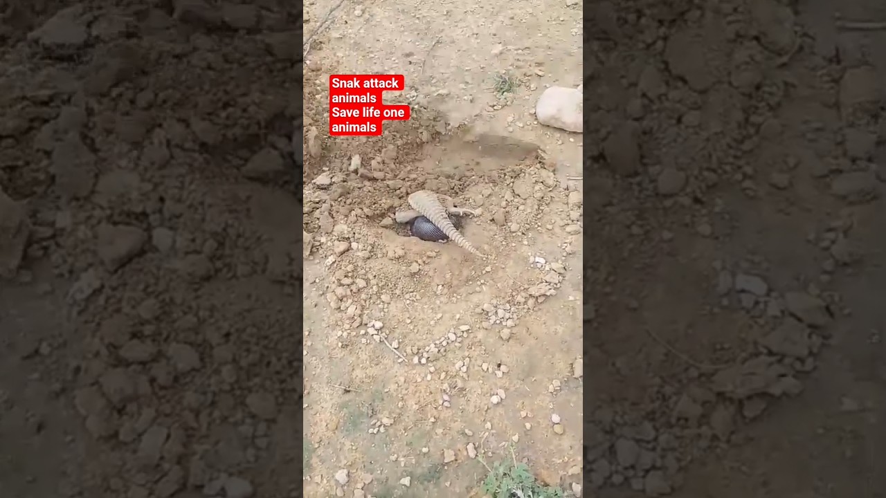 Snack attack  save life 