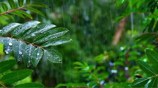 Forest Raindrops Natural beautiful Songs Rain #shorts