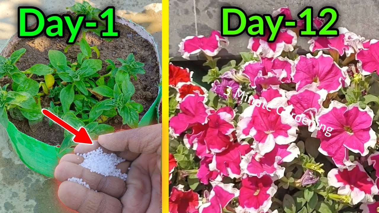 Fertilizer For More Bloom In Petunia Plant | Petunia Plant Care Tips / Fertilizer