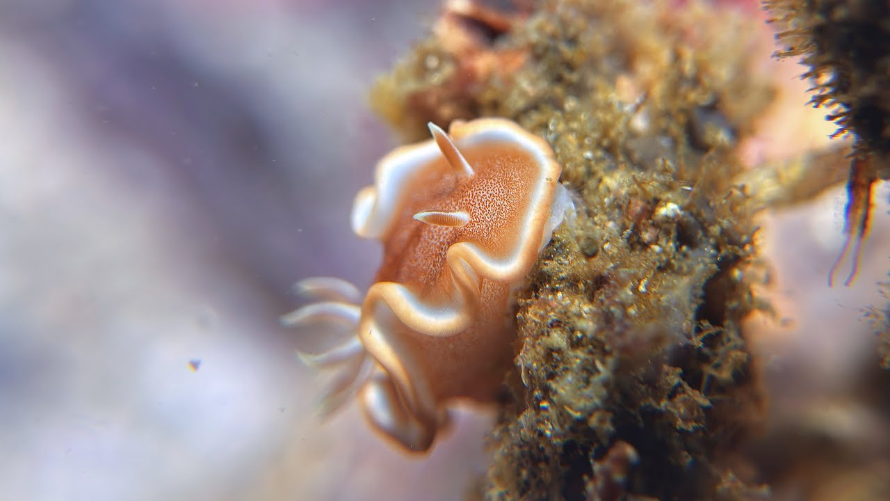 Macro diving in Malapascua - Philippines, April 2025 [4K|60fps]