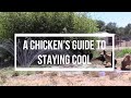 A chicken's guide to staying cool