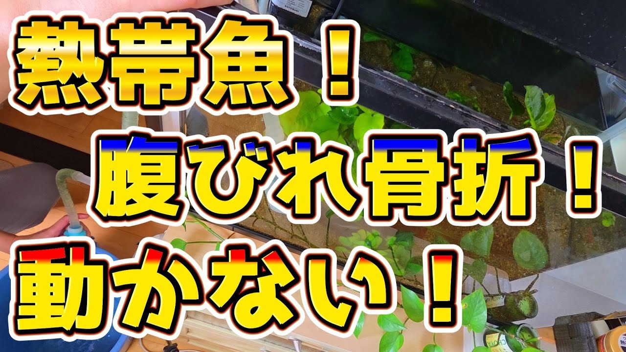 After over 35 years of breeding experience, I'm finally focusing