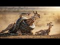 a Giant Snake Attacked… The Giraffe ’sBaby Cried for Heartwarming Rescue"
