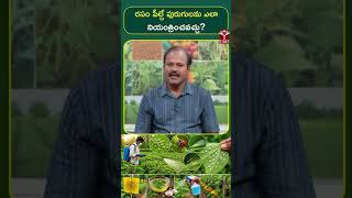రసం పీల్చే పురుగులను ఎలా నియంత్రించవచ్చు ? | T-SAT
