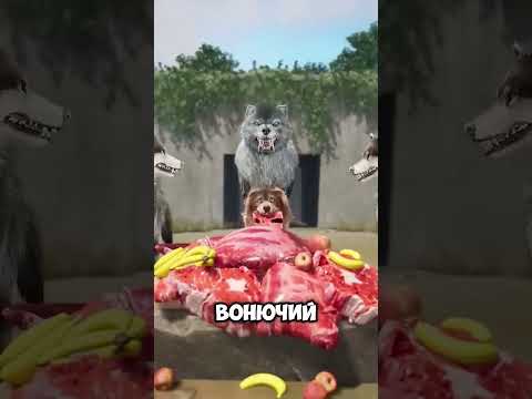Они не дали бедному волку поесть — вот что произошло! #short