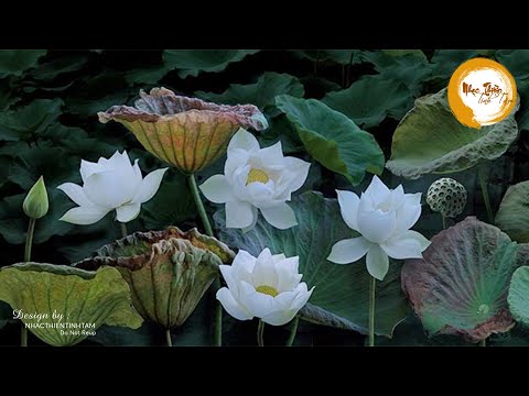 Nhạc Thiền Tĩnh Tâm - tha thứ để tâm hồn thư thái, an lạc ngủ ngon #Mới