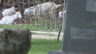 Saving a Cemetery with Goats