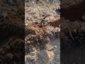 Metal Detector Finds Old Silver Spoon #metaldetector #silverspoon #oldsilverspoon #metaldetecting
