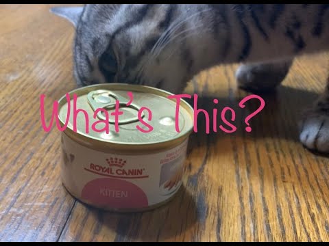 Royal Canin Kitten Cat Food Review. ???