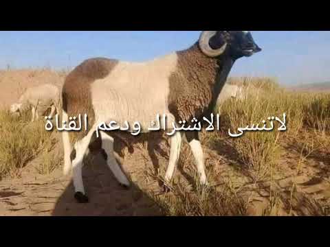 افضل انواع سلالة الاغنام للتربية والمشروع مول الغنم