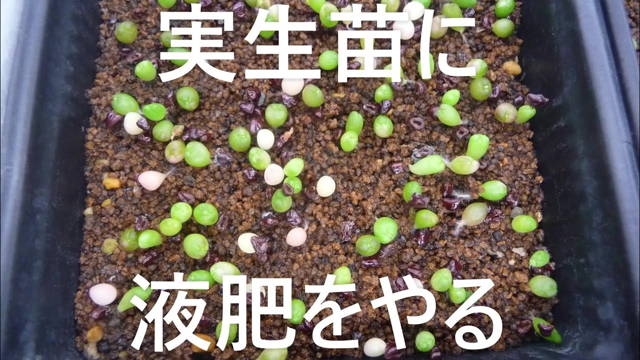 サボテンと遊ぼう 実生苗に液肥をやる Youtube サボテンと遊ぼう 実生苗に液肥をやる Youtube