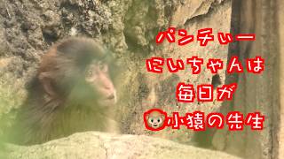 The little monkey is fearless!! Big brother Punch is the little monkey's teacher every day ʕ⁎̯͡⁎ʔ... screenshot 2