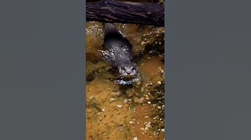 Surah al ikhlaas #egzonibrahimi #سورة_الإخلاص #ikhlas #nature #islamicprayer #animals #المصحف