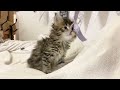 Beautiful Magical Maine Coon kitten ❤️🥰😻