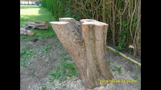 How to Cut Tree Trunk Level