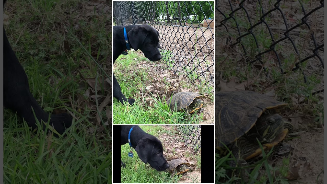Labmaraner Puppy first encounter with a turtle