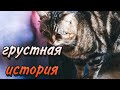 VLOG: МЫ ТАКОГО НЕ ОЖИДАЛИ | Лечение брошенного котика.