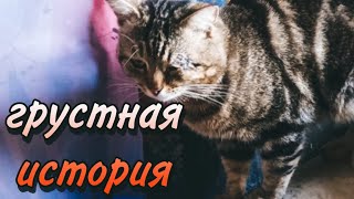 VLOG: МЫ ТАКОГО НЕ ОЖИДАЛИ | Лечение брошенного котика.