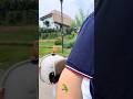 The parrot followed its owner closely on the motorcycle. #parrot #birds #cute #parrots #pets #shorts