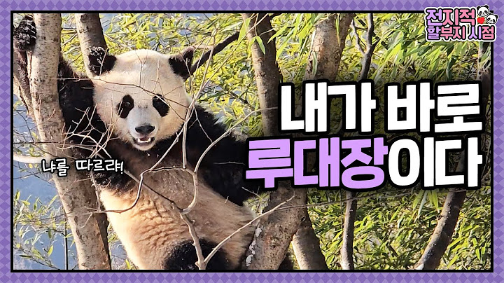 [Omniscient grandpa viewpoint] ⭐Exclusive⭐ Behind the scenes of Rui's' tree incident revealed!