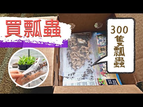 300 Live Ladybugs from Amazon ! 在亞馬遜買瓢蟲的經驗分享【蚜蟲的天敵】菜園好幫手！300隻瓢蟲