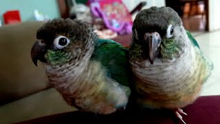 Play Fetch With Bubbles 🐦😃 Bubbles Keeps Getting Better At Fetching ❤ screenshot 3
