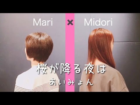 あいみょん/桜が降る夜は ハモって歌ってみた(cover)