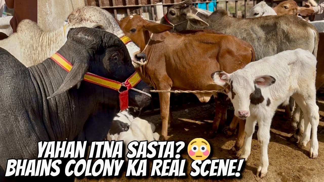 Bhains Colony Mandi Mein Record Low Prices 🤯 | Bargaining, Breeds & Today Full Tour 🐐🔥