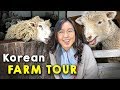 KOREAN FARM TOUR 🐷 Sheep, Goats, Horses, Pigs, Chicken 🐔 Jeju Island, Day 6