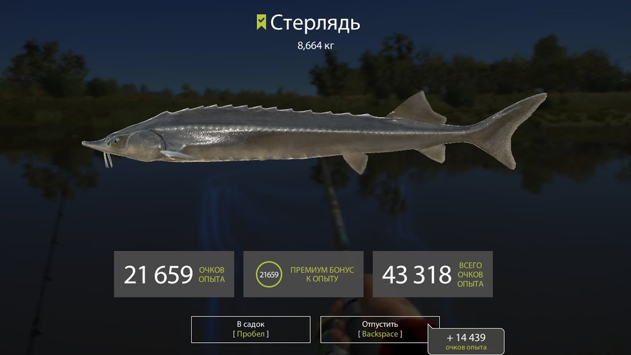 Ловля стерляди на оке