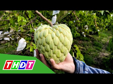 Video Hiệu quả từ mô hình trồng mãng cầu Thái | THDT - youtube