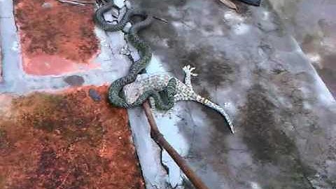 Động vật hoang dã 2016 | cuộc chiến giữa rắn và tắc kè | Thế Giới Động Vật