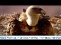 זן נדיר - עופות דורסים