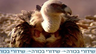 זן נדיר - עופות דורסים