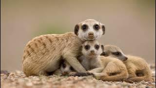 papa-oh-koira-nanom-Cover AI