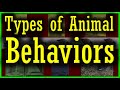 Types of animal behavior  innate or instinct vs learned behavior  all types