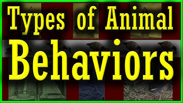 Types of Animal Behavior | Innate or Instinct Vs Learned Behavior | All Types