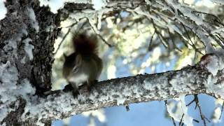 Stumpy the Red Squirrel