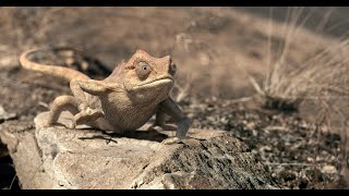 Volkswagen Teramont - Chameleon