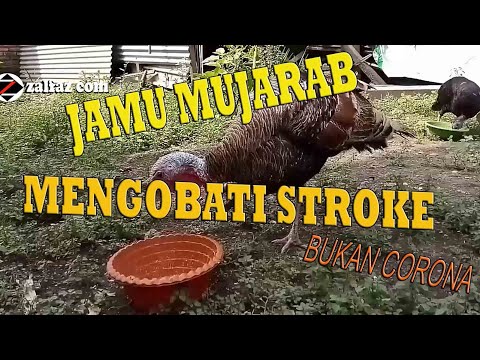 Cara Mengobati Ayam Kalkun Lumpuh
