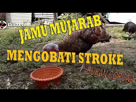 Video: Cara Membuat Pikkata Kalkun Krim