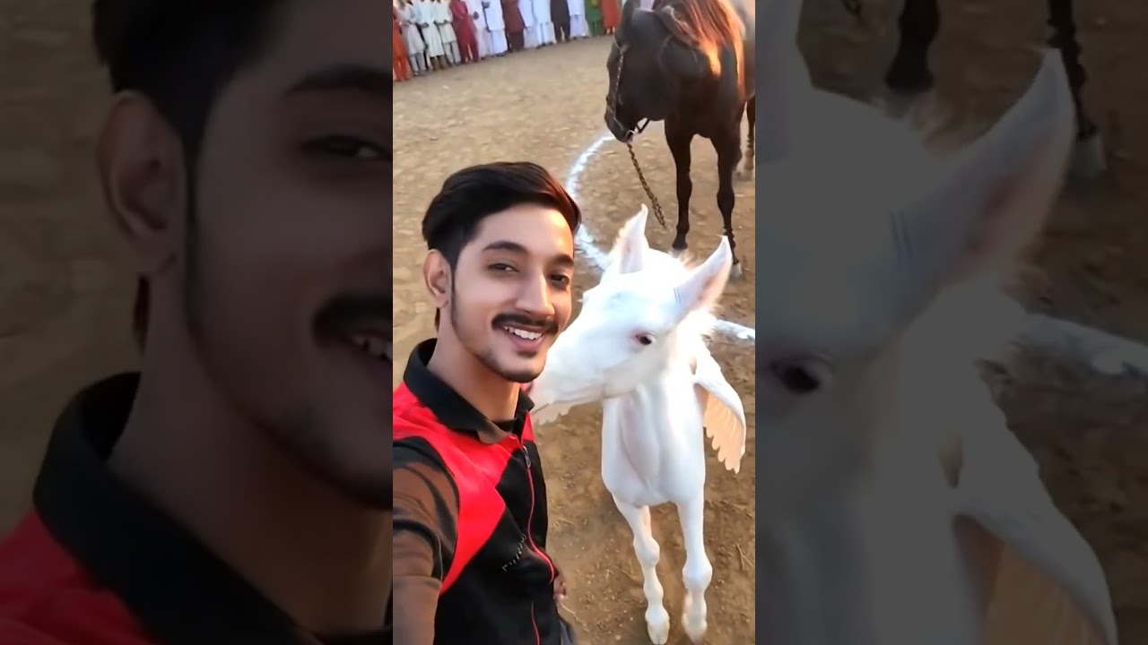 White wing horse 🐴