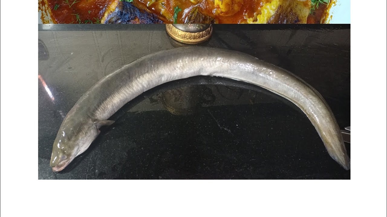 طريقه تنظيف وسلخ سمك الثعبان الحنشان