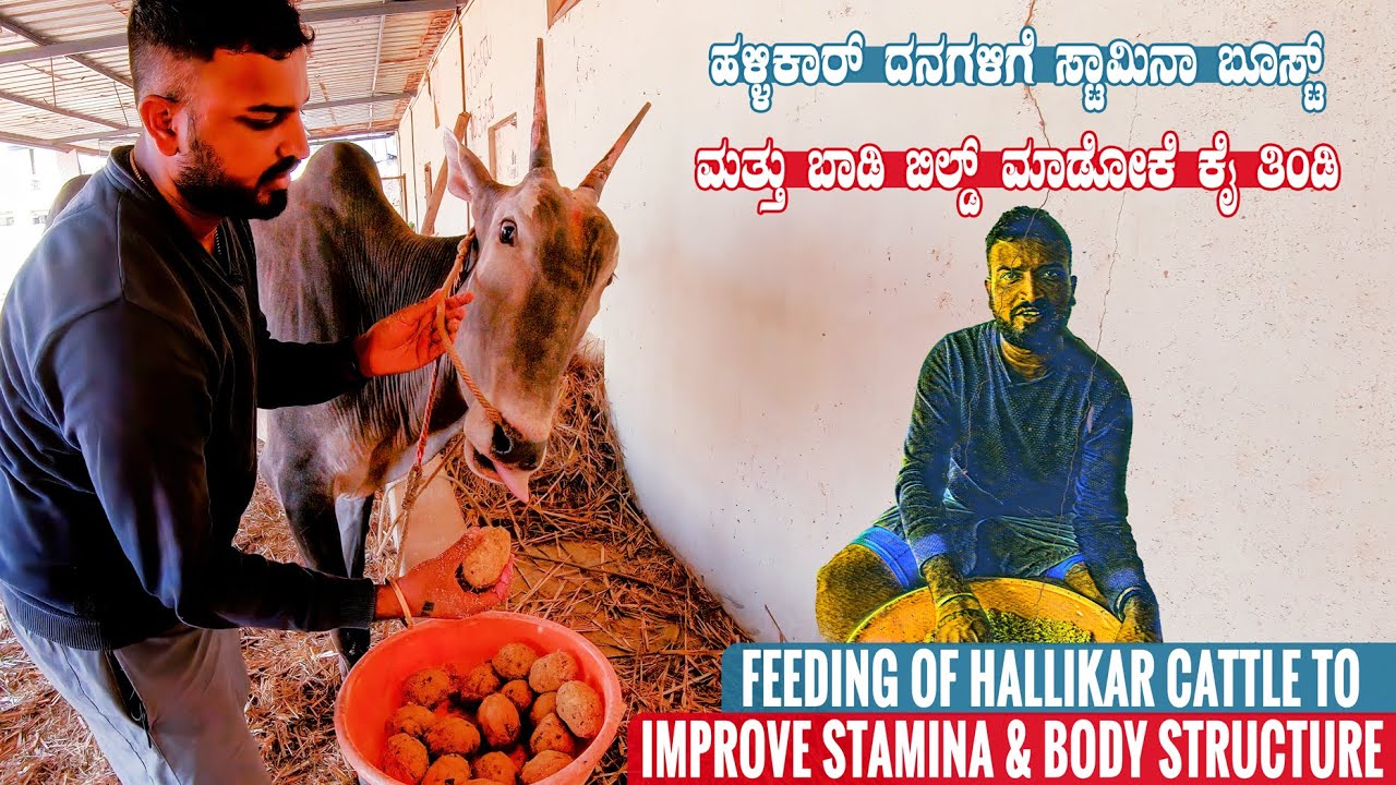 Varthur Santhosh Feeding of Hallikar Bulls at his Cattle Farm in Bangalore Karnataka | Cattle Feed