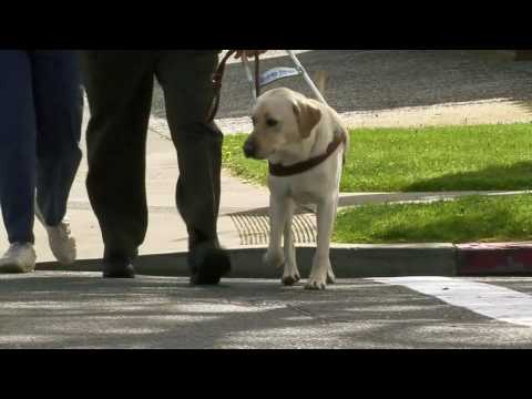 Sniff the Dog Movie Trailer (hd)