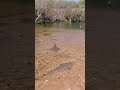 Shovelnose rays and stingrays living amongst the mangroves!